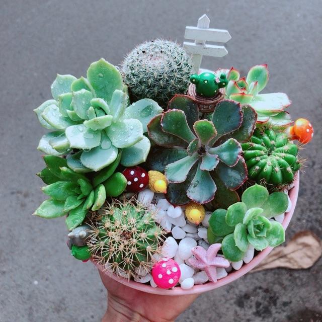 Chậu Sen Đá Tiểu Cảnh