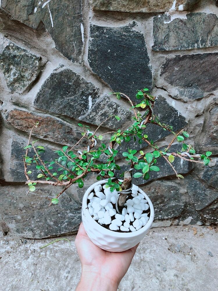 Chậu Cây Linh Sam Núi