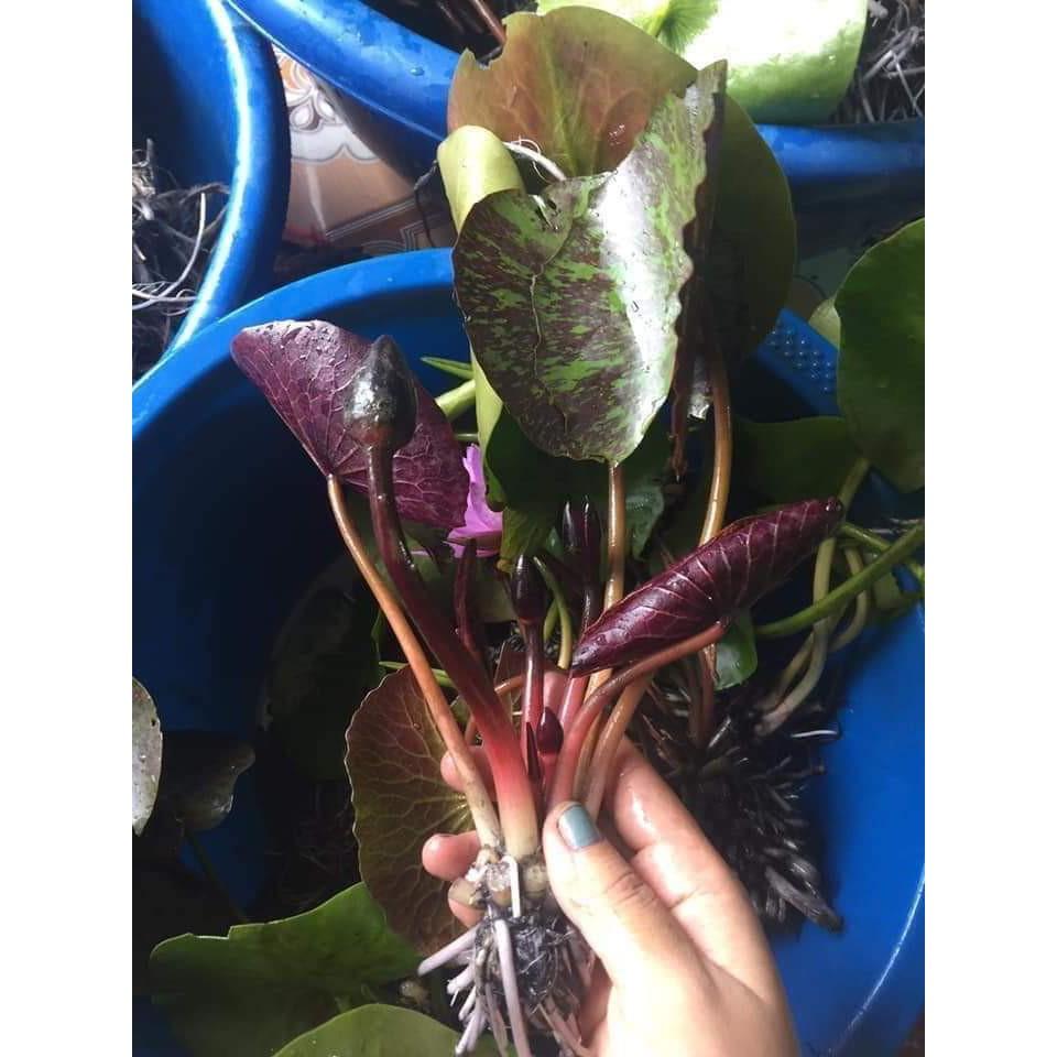 2 cây hoa súng thái lan đủ màu