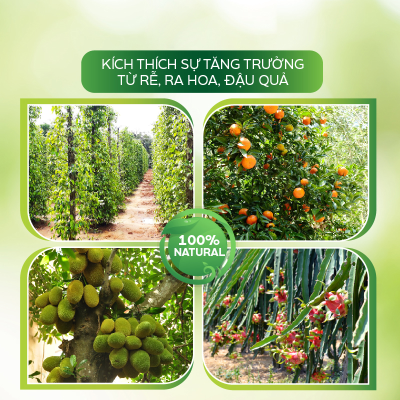 Dinh Dưỡng Sinh Học AT Vi Sinh Đậm Đặc 1 Lít Kích Thích Ra Hoa Đậu Trái, Tăng Trưởng Toàn Diện Cho Cây