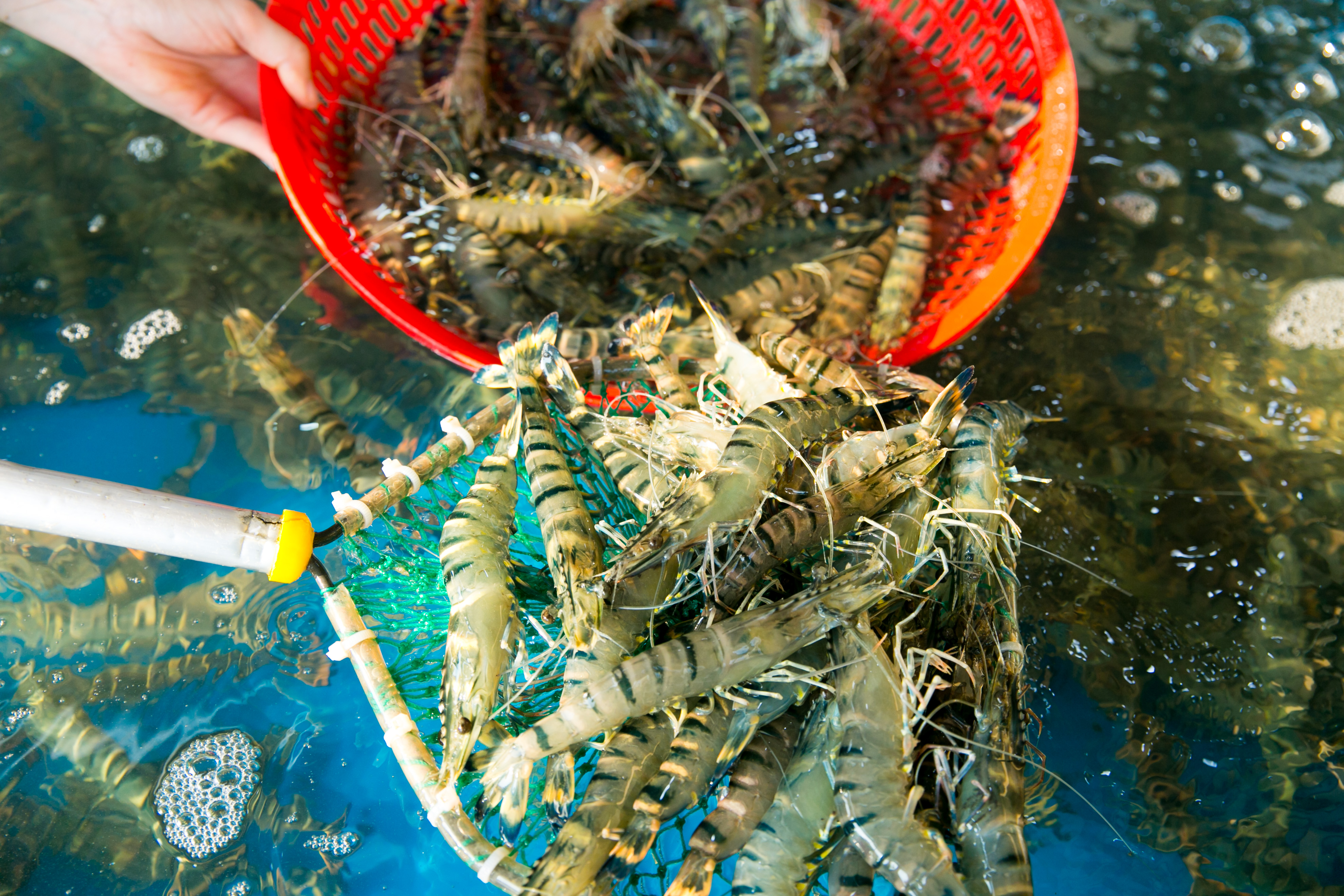 Cá hồi fillet SG Food 200g