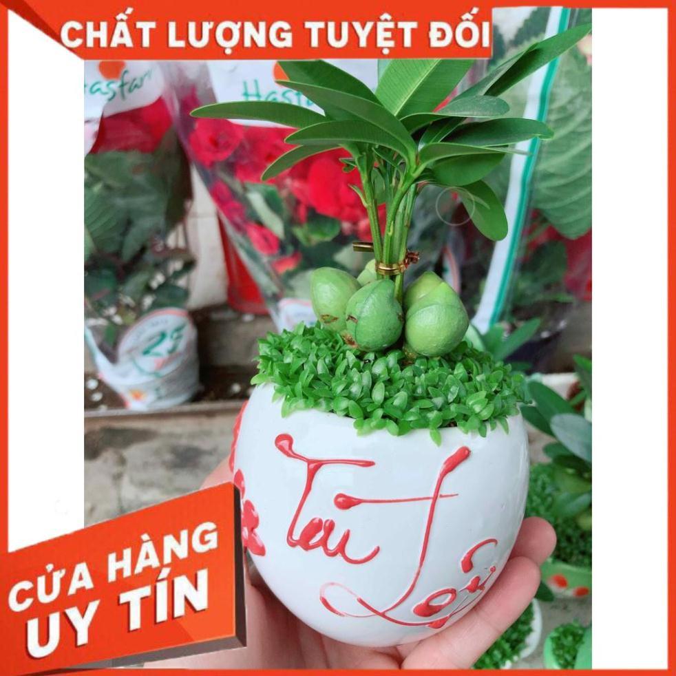 Chậu cây may mắn Nhiều Người Mua