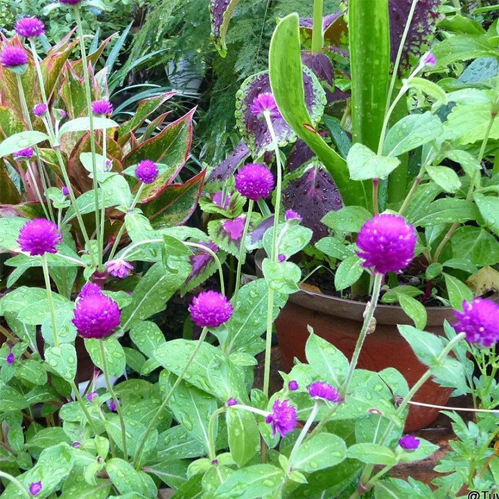 Hạt giống Hoa Cúc nút áo 2