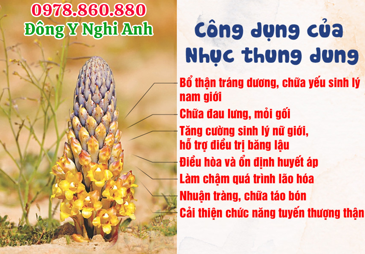 Nhục thung dung sấy dẻo loại 1 bổ thận tráng dương cường gân cốt, giảm đau nhức xương khớp Hộp 200gr