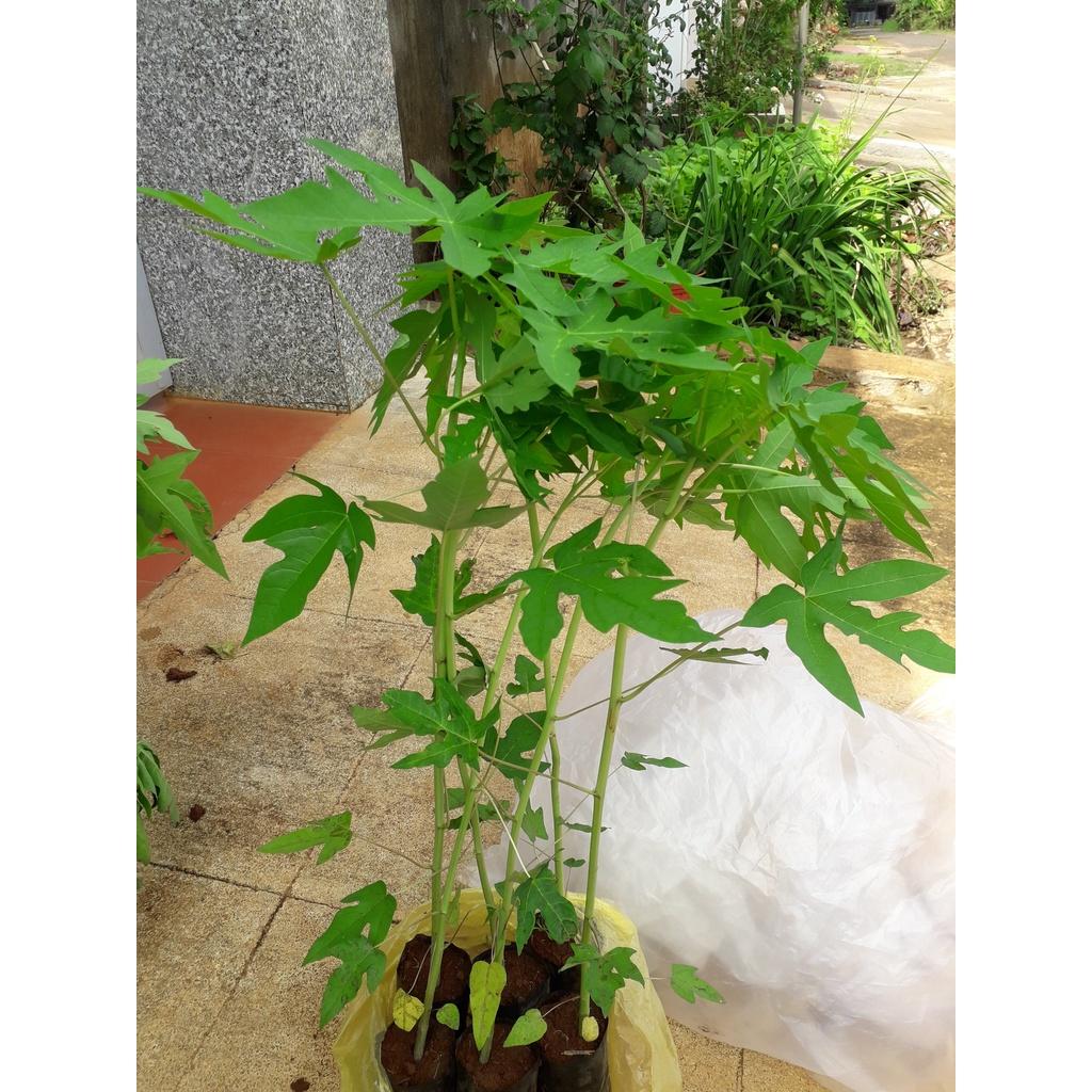 CÂY GIỐNG ĐU ĐỦ ĐỰC .(