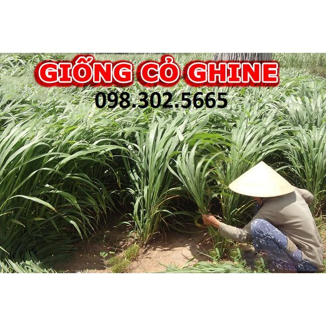 Hạt giống cỏ xả lá lớn Mobasa Ghine gói 1kg - Cỏ chăn nuôi trâu, bò, cá, dê cừu, thỏ,...