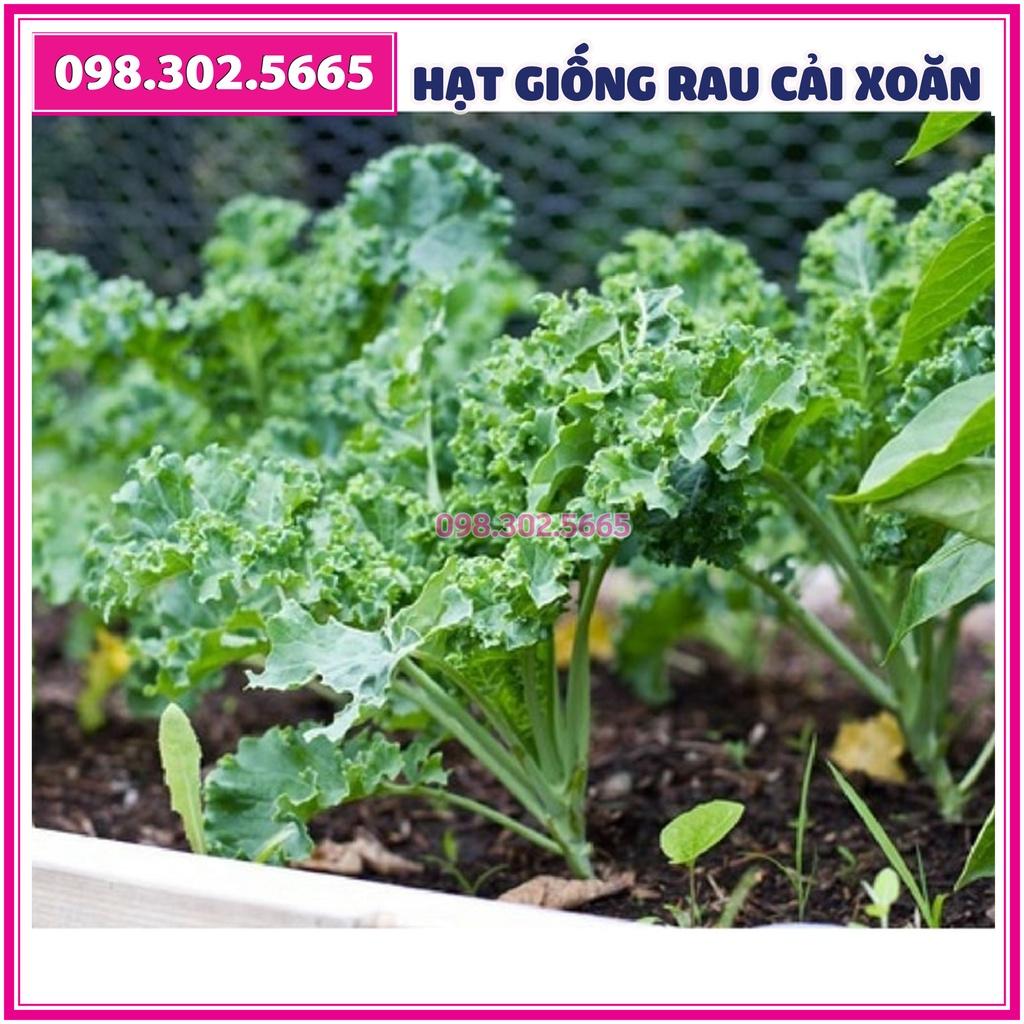 Hạt gióng rau cải lá xoăn kale - gói 2 gam - hạt giống chất lượng