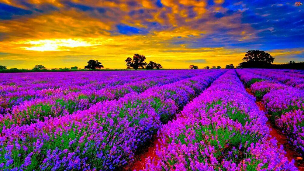 versailles no bara chapter 5 42