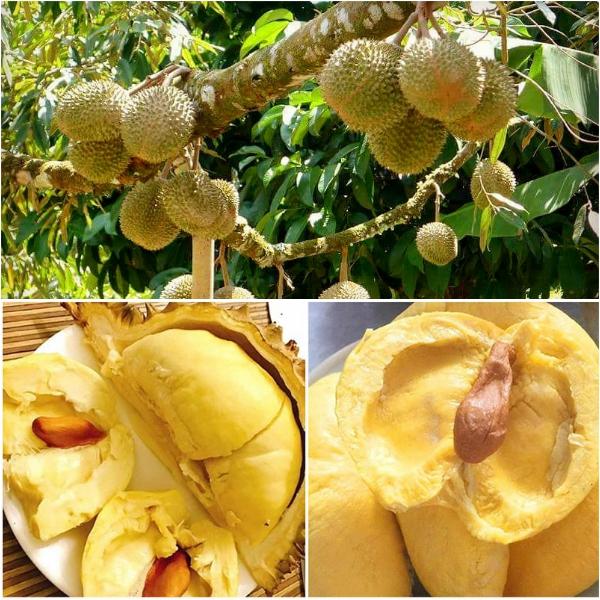 Cây SẦU RIÊNG MUSANG KING ghép bầu cực to, siêu sai quả, vị ngọt thơm, giá trị kinh tế cao