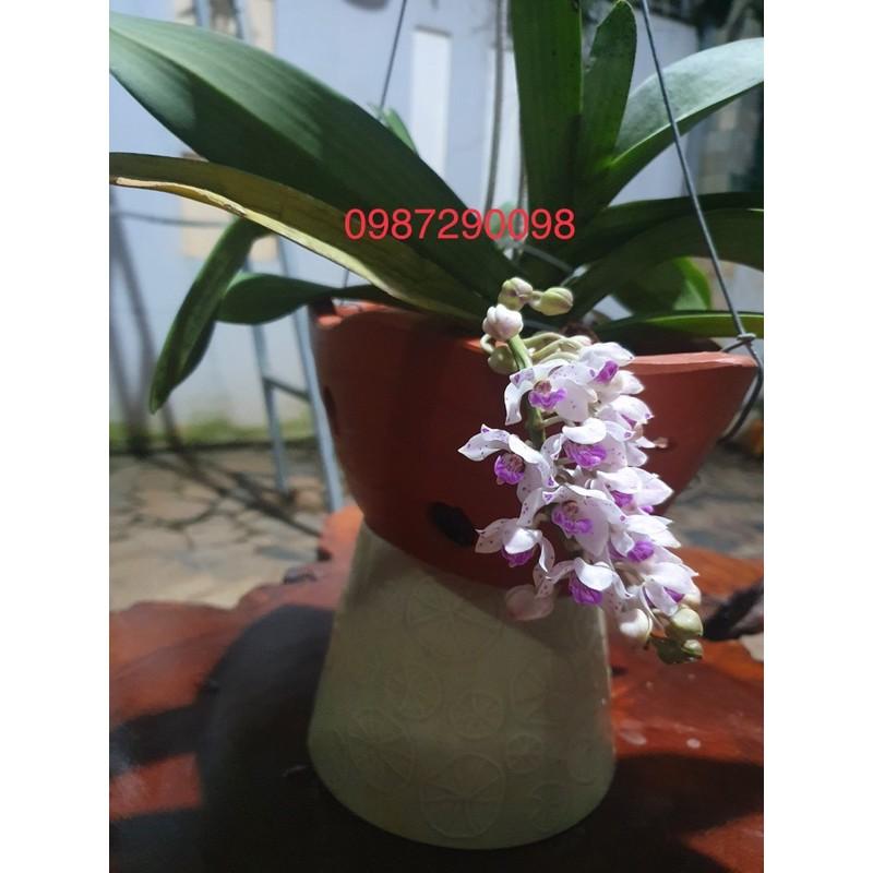 Giá thể trồng lan trộn sẵn gói 4,5dm3