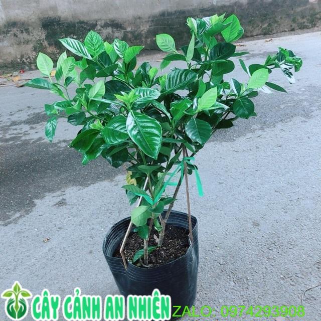 Cây Dành Dành