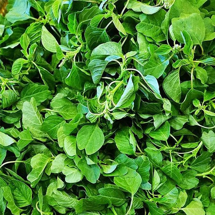 Hạt giống rau dền cơm Rado, đóng gói 10gr