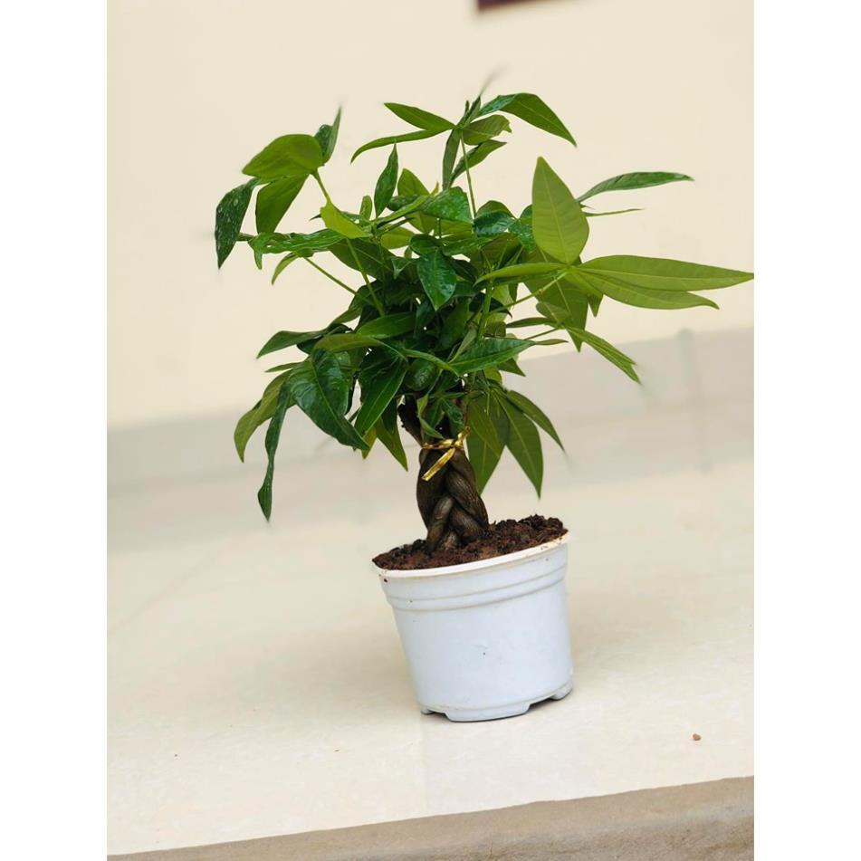 Cây kim ngân bonsai -Không giao dc 19 tỉnh Miền Nam