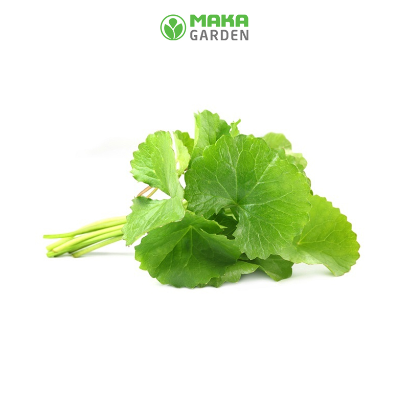 Hạt giống rau má lá nhỏ Rado 05 - gói 1gr - Dể nảy mần, dể trồng, trồng quanh năm