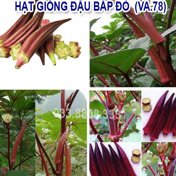 Hạt Giống Đậu Bắp Đỏ 10gram -Sai Quả Nhanh Thu Hoạch