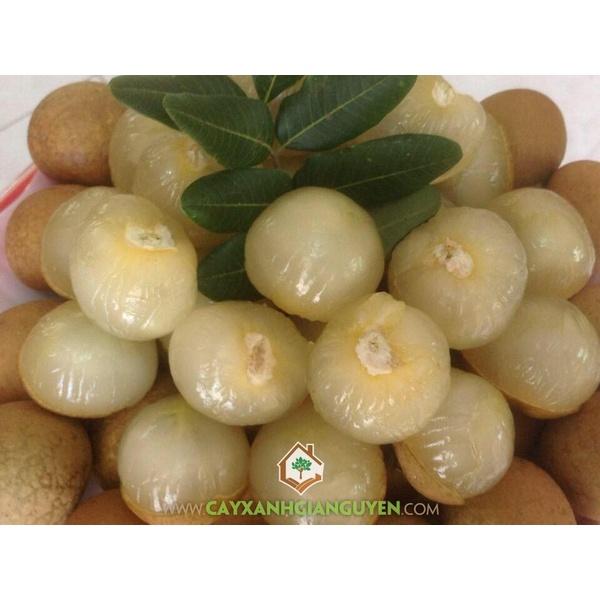 Cây giống Thanh Nhãn Siêu trái.