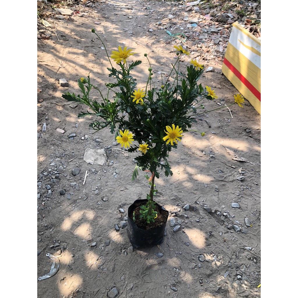 Cây cúc thân gỗ dáng TREE đang sẵn hoa nhiều nụ, cây lâu năm dễ trồng