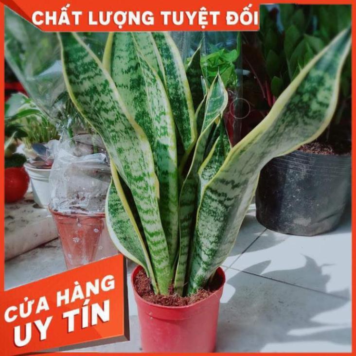 Lưỡi hổ vằng Nhiều Người Mua