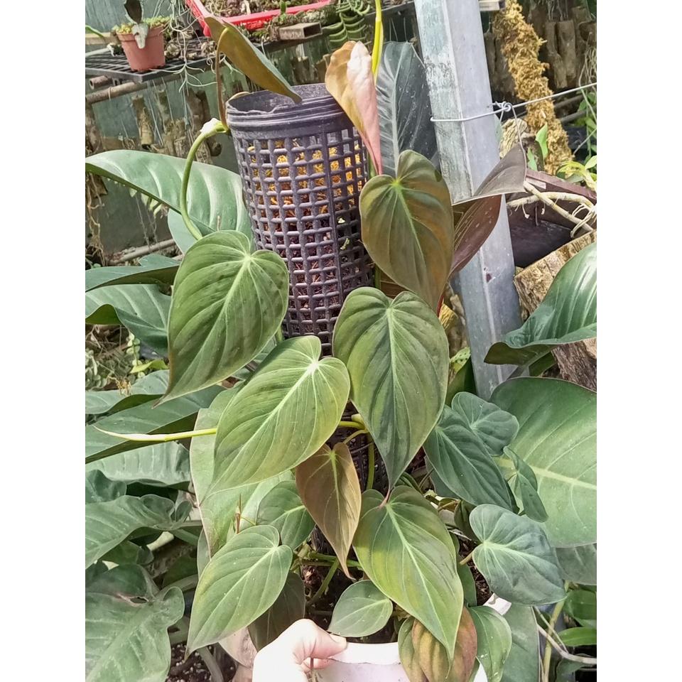 Cây trầu bà Philodendron Micans có trụ rêu