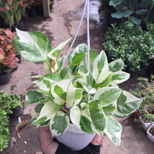 CHẬU CÂY TRẦU BÀ SỮA ,LOÀI CÂY SANG TRỌNG, QUÝ PHÁI, VƯỢNG TÀI LỘC CHO GIA CHỦ + Tặng 01 cây dâu da đất