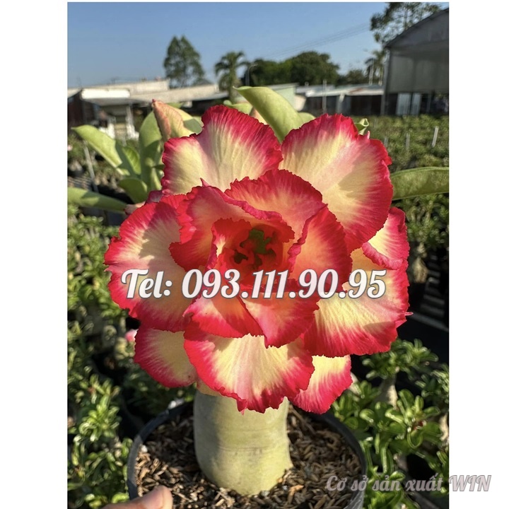 Hạt giống hoa sứ Thái Lan ghép hoa vàng viền cánh đỏ Thiên Vương - Bịch 10 hạt – Mã số 1237