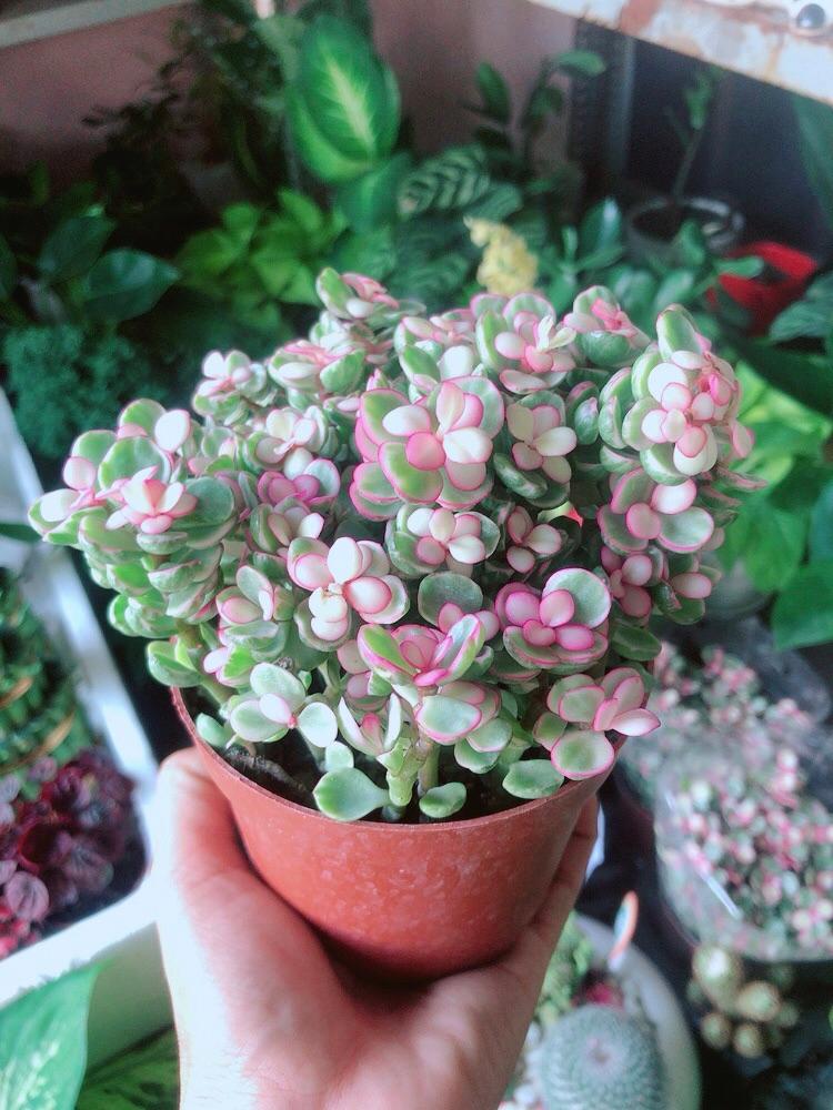 Cây Cành Vàng Lá Ngọc