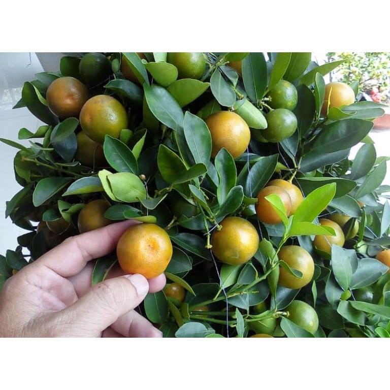 CÂY TẮC GIỐNG .