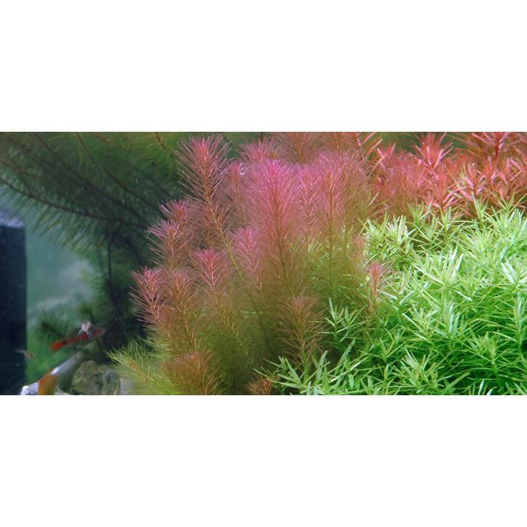 CHỈ ĐỎ - LUÂN THẢO ĐỎ - Rotala wallichii