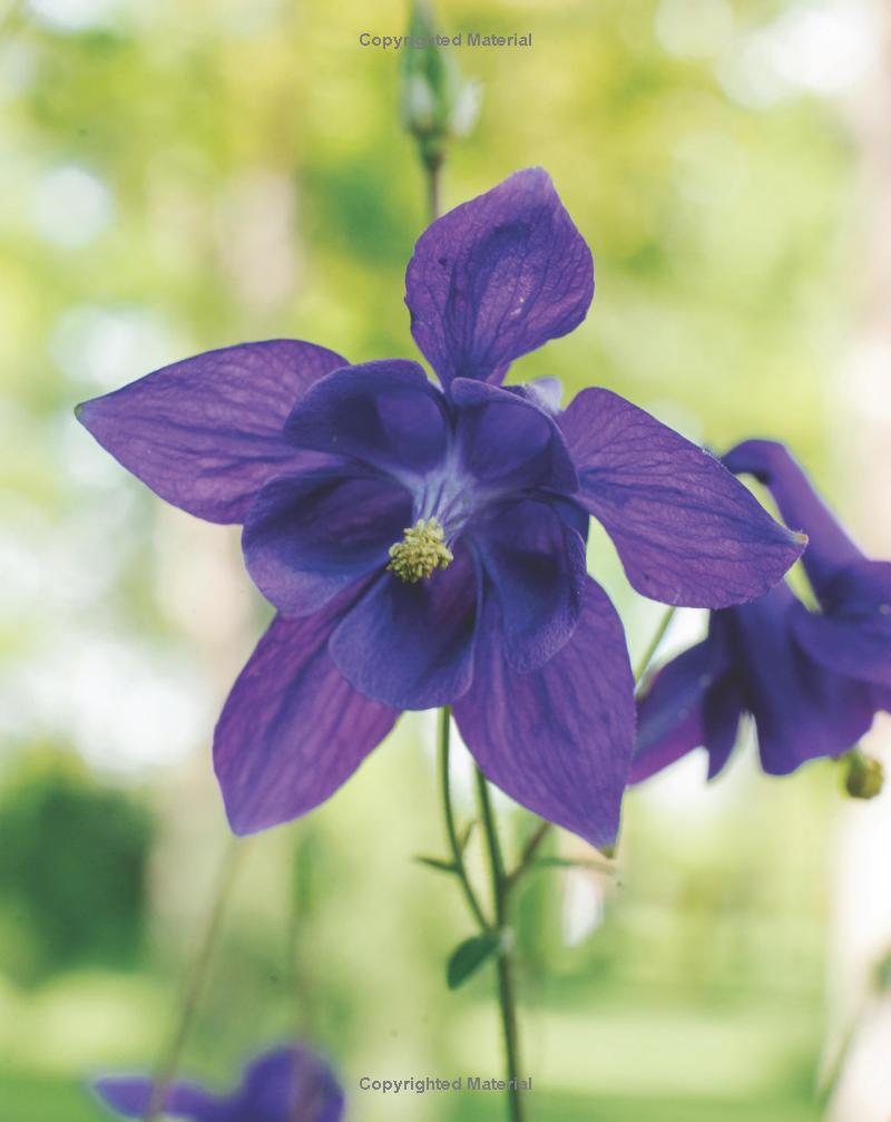 Best Perennials for Sun and Shade (Home Grown Gardening)