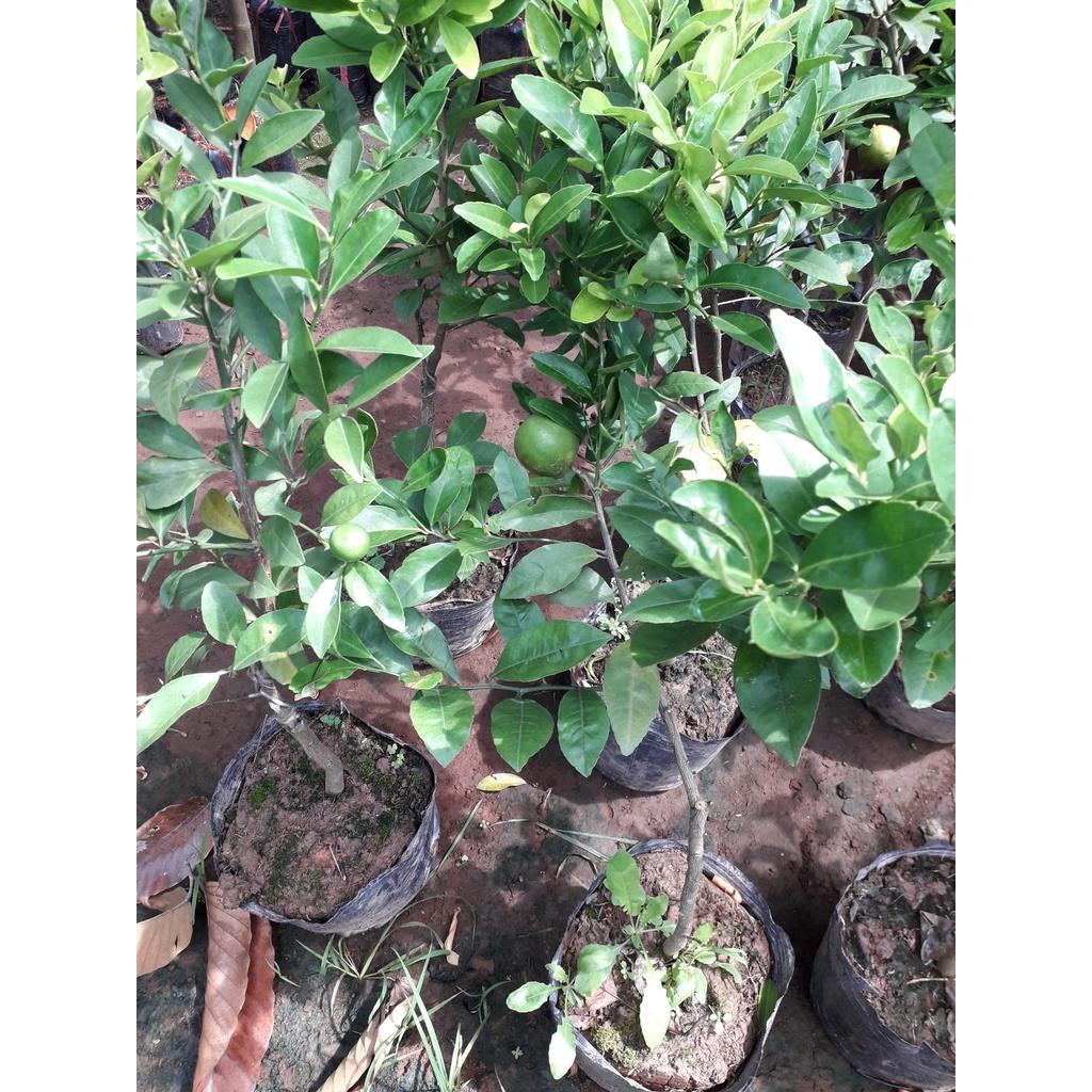 CÂY GIỐNG CHANH TỨ QUÝ ĐANG RA QUẢ.