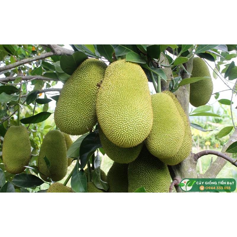 Cây giống MÍT KHÔNG HẠT siêu quả - cây giống chuẩn F1