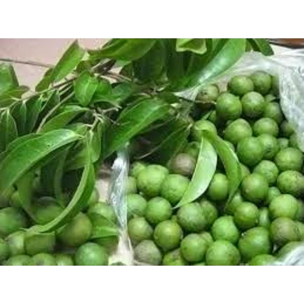 CÂY GIỐNG SẤU GHÉP