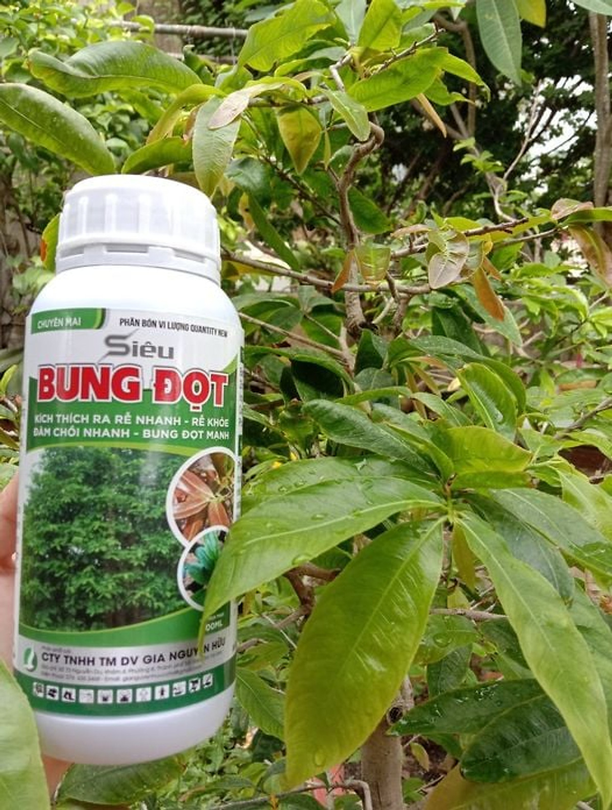 PHÂN BÓN LÁ SIÊU BUNG ĐỌT CHO MAI, CÂY KIỂNG - SIÊU TIẾT KIỆM, SIÊU HIỆU QUẢ