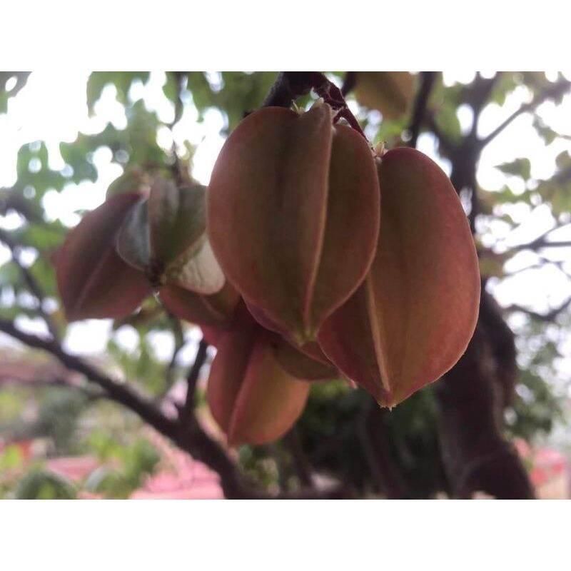 Cây giống khế 3 màu