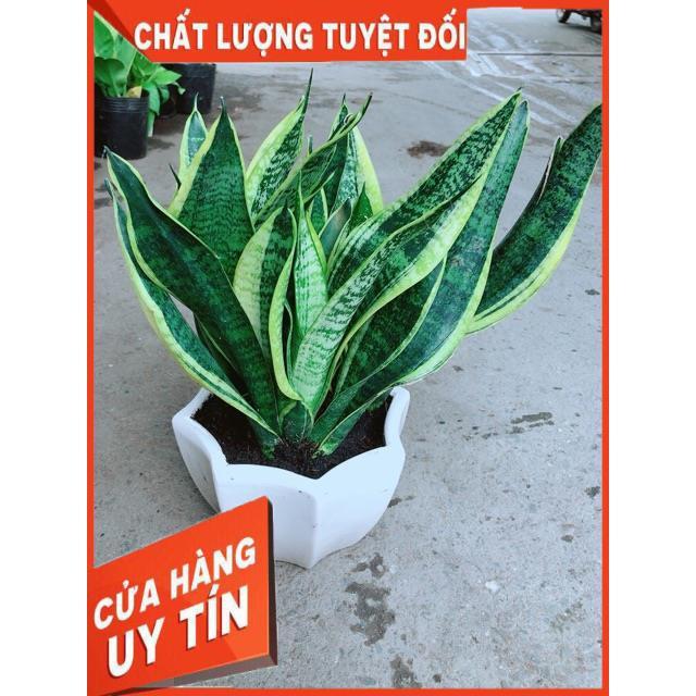 Chậu Lưỡi Hổ Size Lớn