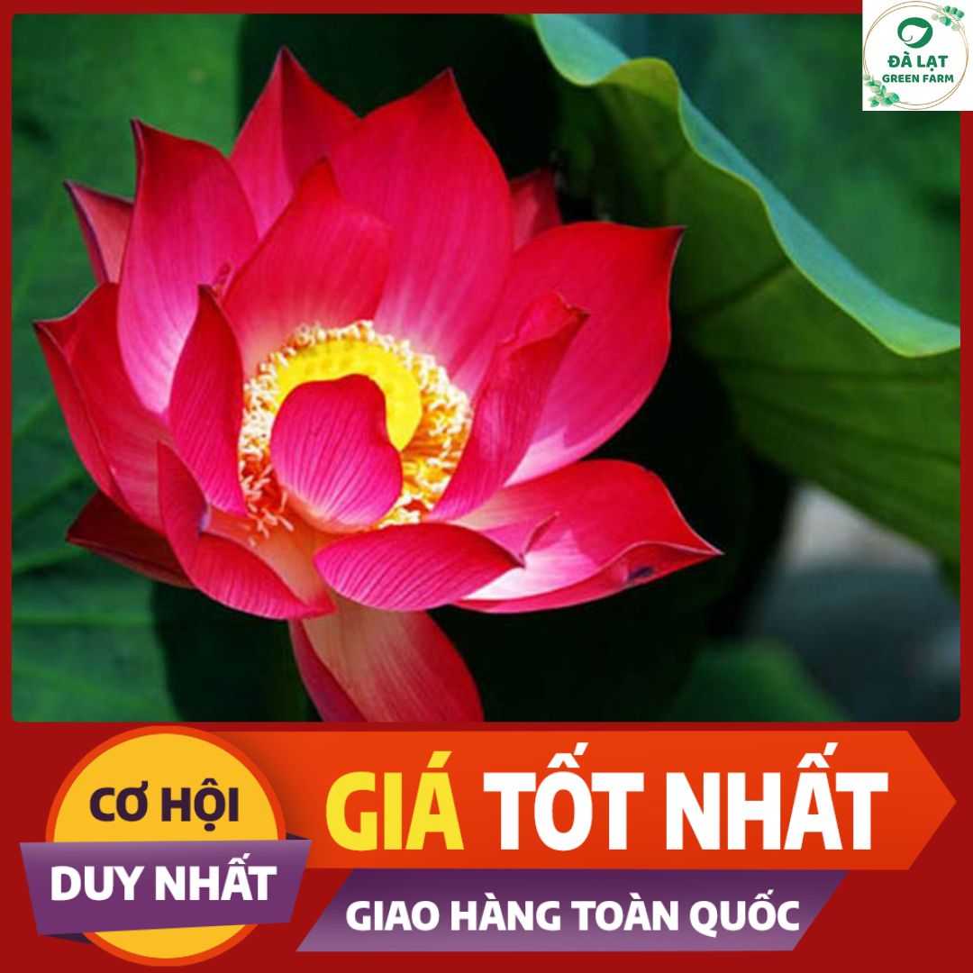 Hạt giống Hoa Sen (Hoa Sen Ta, Sen Hồng Việt Nam)