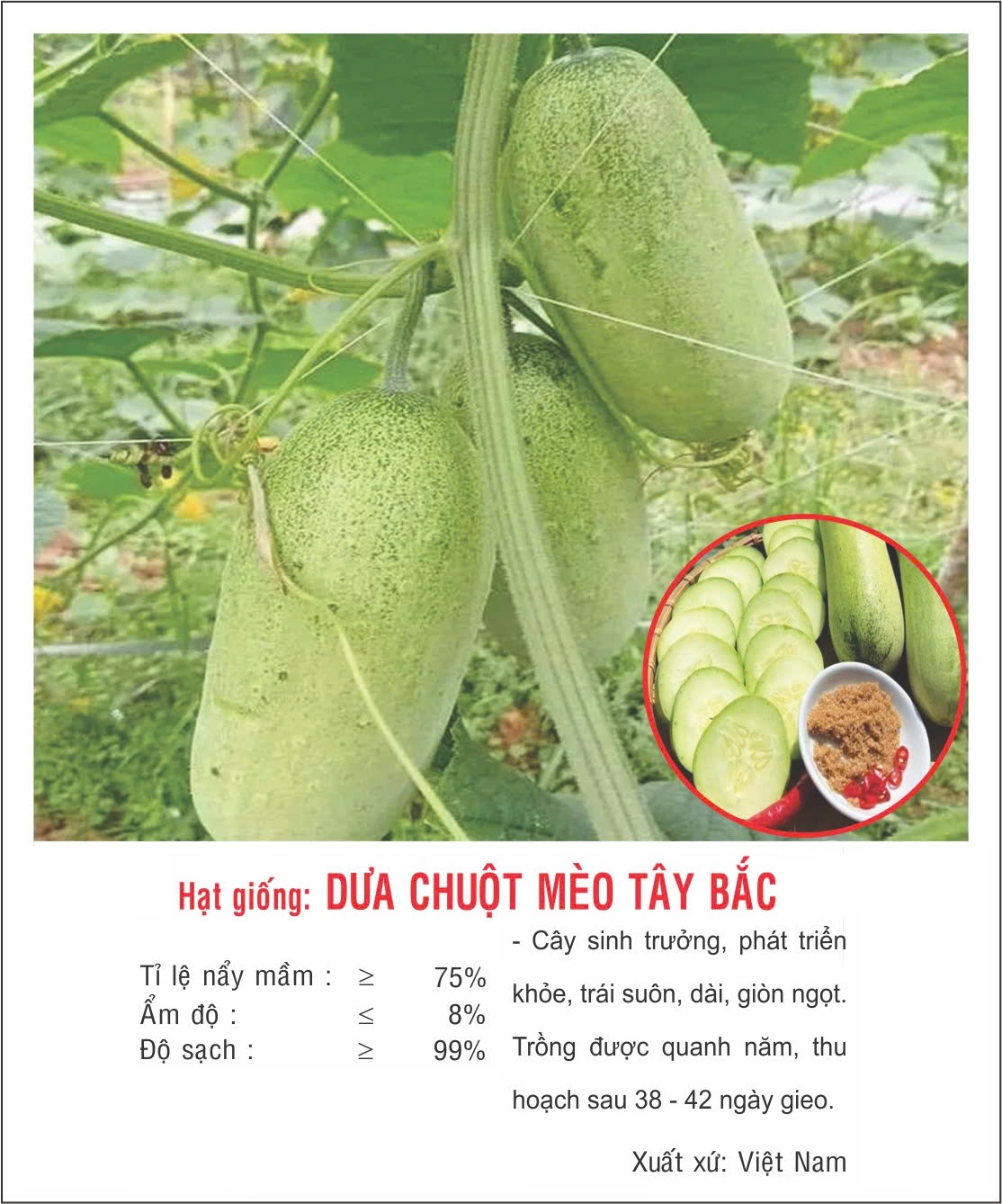 Hạt giống Dưa chuột Mèo Tây Bắc VTP192