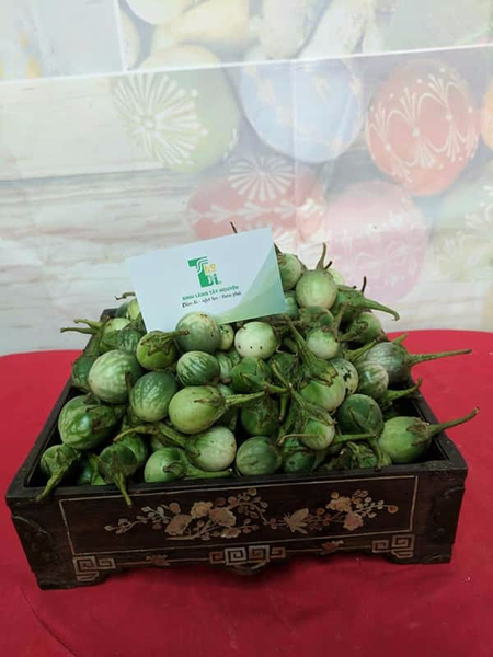 CÂY GIỐNG CÀ ĐẮNG TÂY NGUYÊN