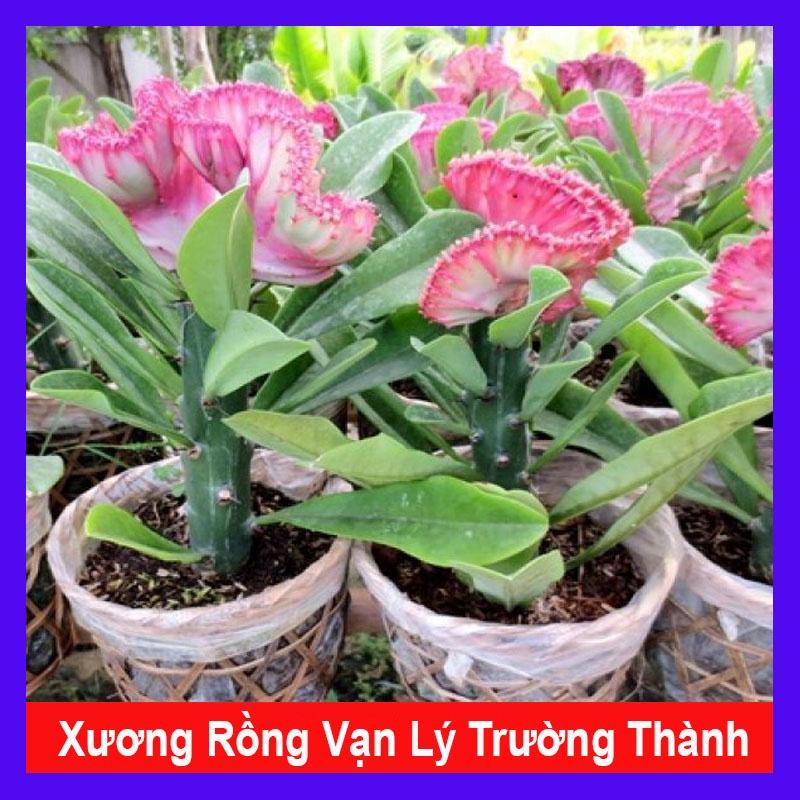 Cây Xương Rồng Vạn Lý Trường Thành - cây cảnh để bàn + tặng phân bón cho cây