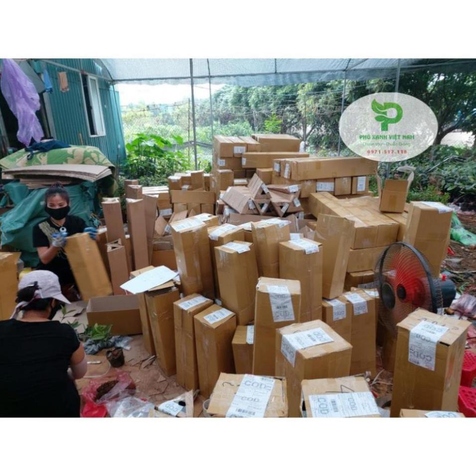 Hoa Nhài Nhật Hoa Đẹp, Dáng Cao, Nhiều Nhánh