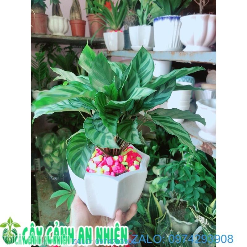 Chậu Cây Đuôi Công