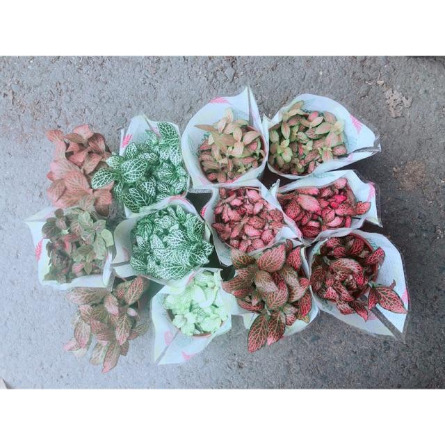 Cây Cẩm Nhung  35k/chậu