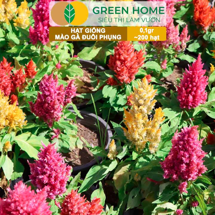 Hạt Giống Hoa Mào Gà Đuôi Phụng Nhiều Màu GreenHome, Gói 0,1g~200 hạt, Dễ Trồng Quanh Năm H18