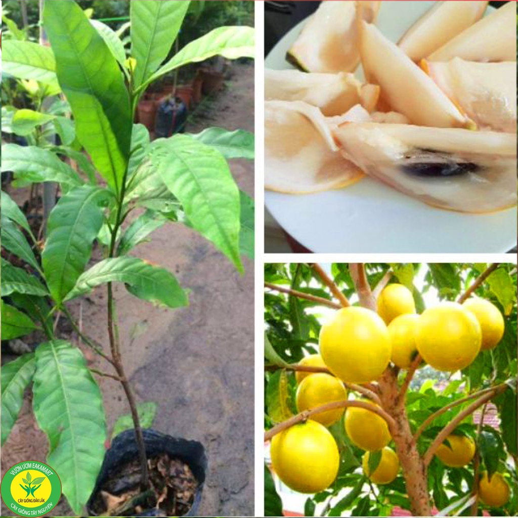 Giống Vú Sữa Hoàng Kim