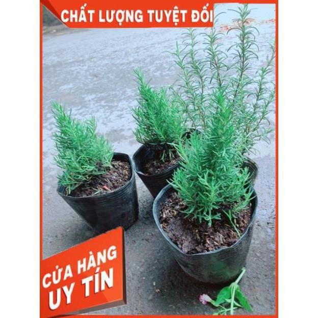 Cây Hương Thảo