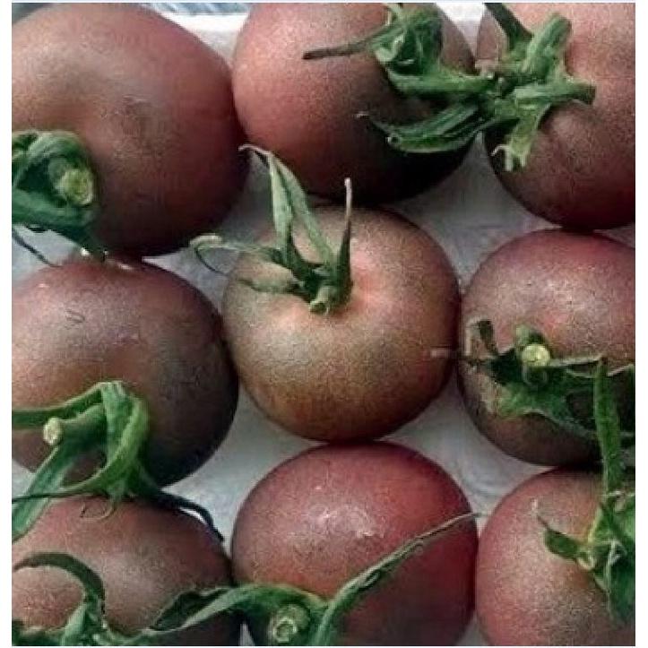 Hạt giống cà chua socola chùm dể trồng f1-gói 20 hạt-tặng kèm gói phân bón lót