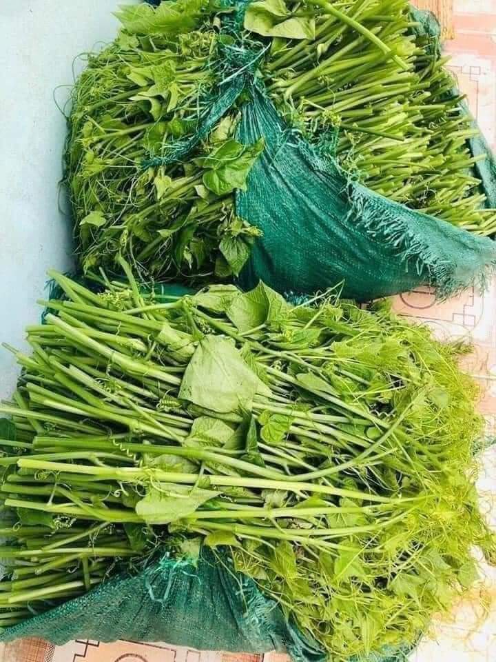 Cây giống su su siêu ngọn gửi cây y hình