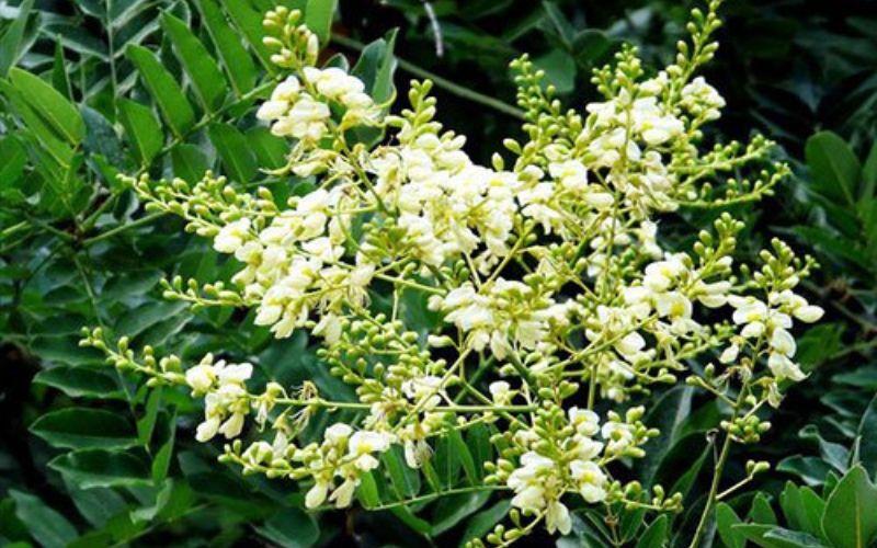 CÂY GIỐNG HOA HÒE