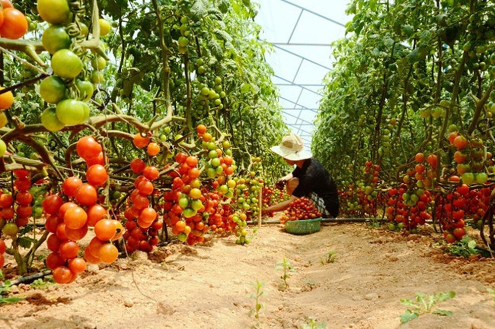 03 Gói Hạt Giống Cà Chua Leo Giàn - Nảy Mầm Cực Chuẩn