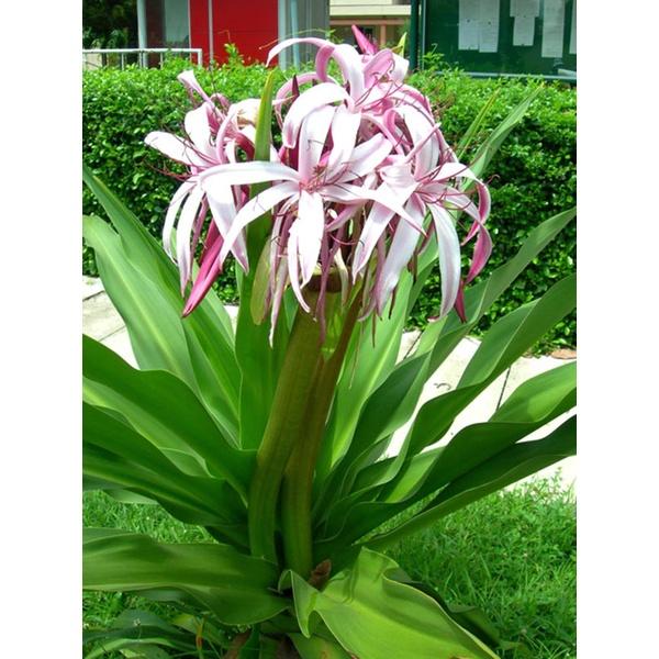 Lá cây náng đỏ tươi nặn bong gân, cây nhà trồng